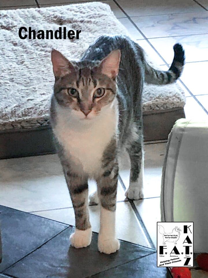 Chandler, an adopted Domestic Short Hair & Tabby Mix in Albuquerque, NM_image-3