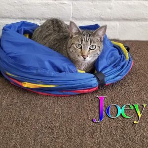 Joey