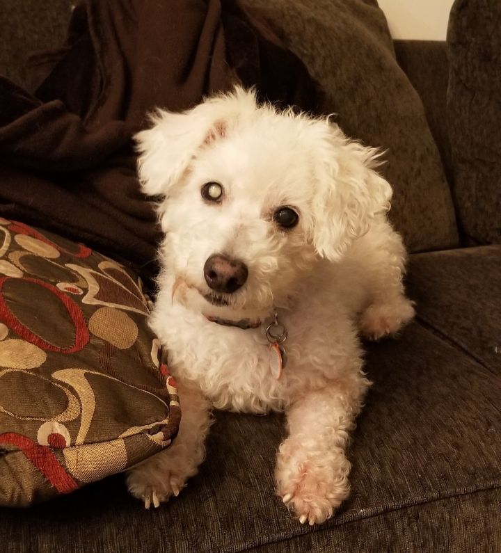 Dog For Adoption Adoption Pending Riley A Bichon Frise Mix In