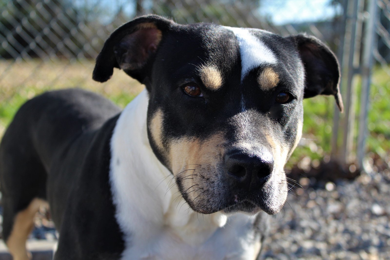 Nadine, an adoptable Pit Bull Terrier in Pacolet, SC, 29372 | Photo Image 1