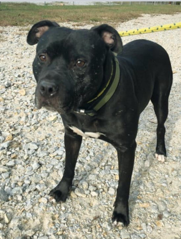 Black Jack, an adoptable Pit Bull Terrier in Gainesville, GA, 30501 | Photo Image 3