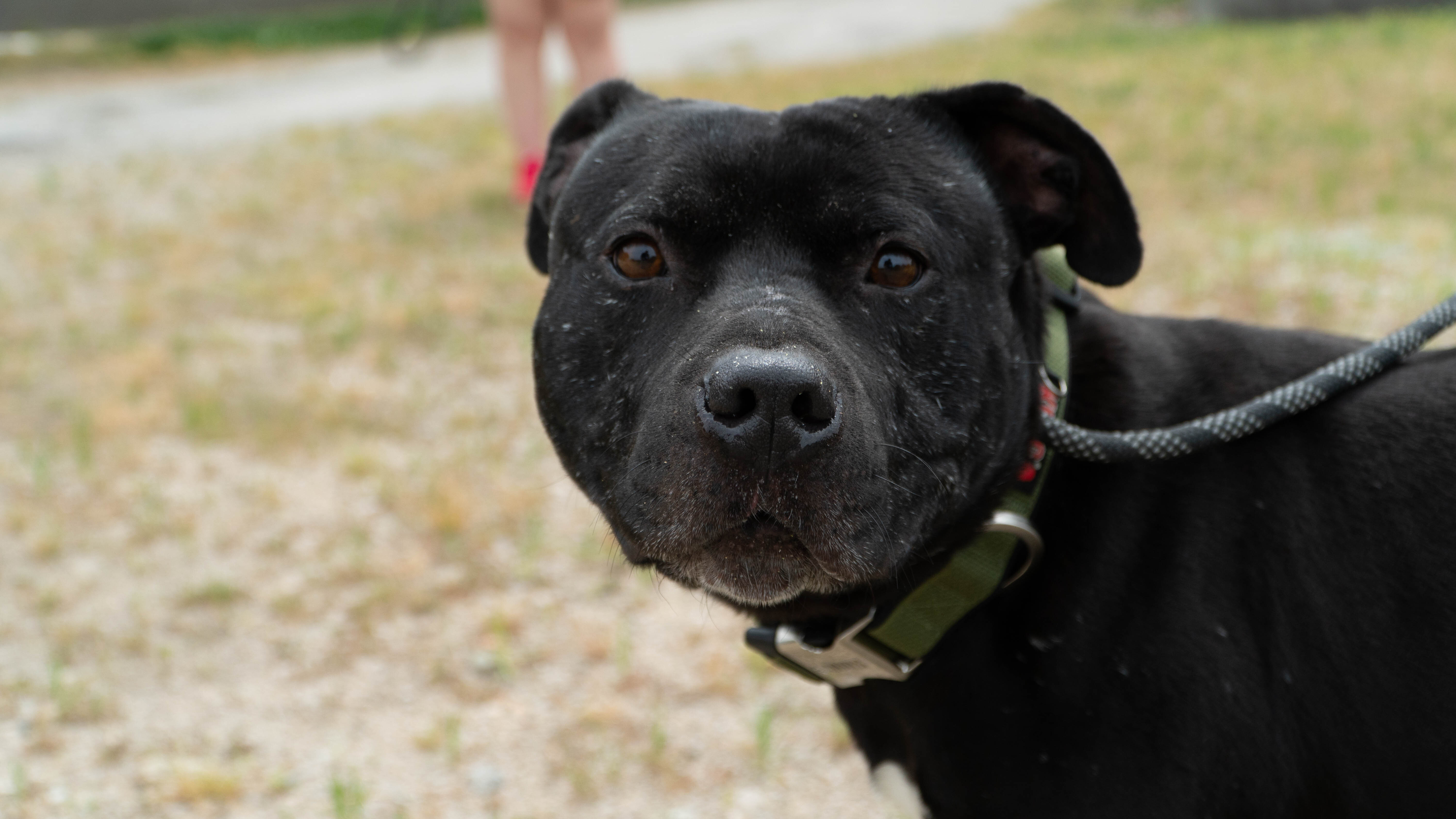 Black Jack, an adoptable Pit Bull Terrier in Gainesville, GA, 30501 | Photo Image 4
