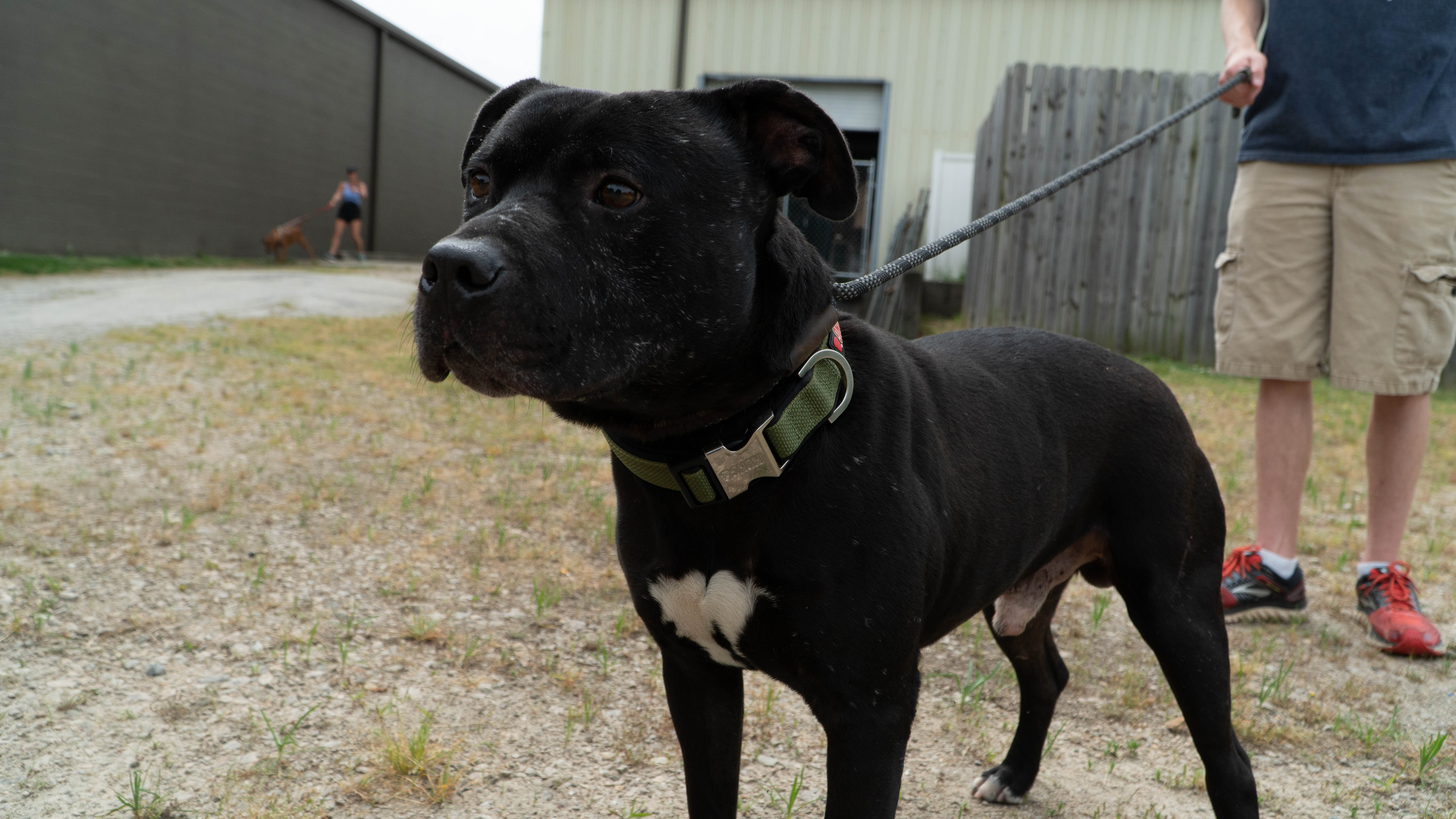 Black Jack, an adoptable Pit Bull Terrier in Gainesville, GA, 30501 | Photo Image 1
