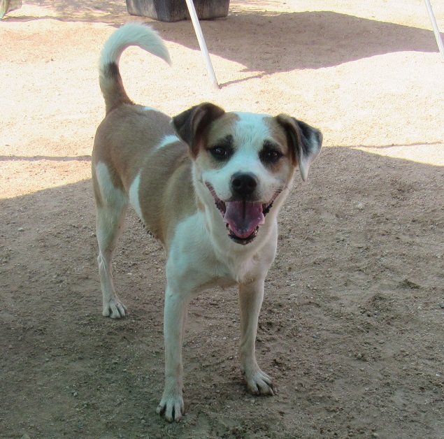 Penny-Her BFF is Spuds! -, an adoptable Hound, Jack Russell Terrier in Apple Valley, CA, 92307 | Photo Image 1