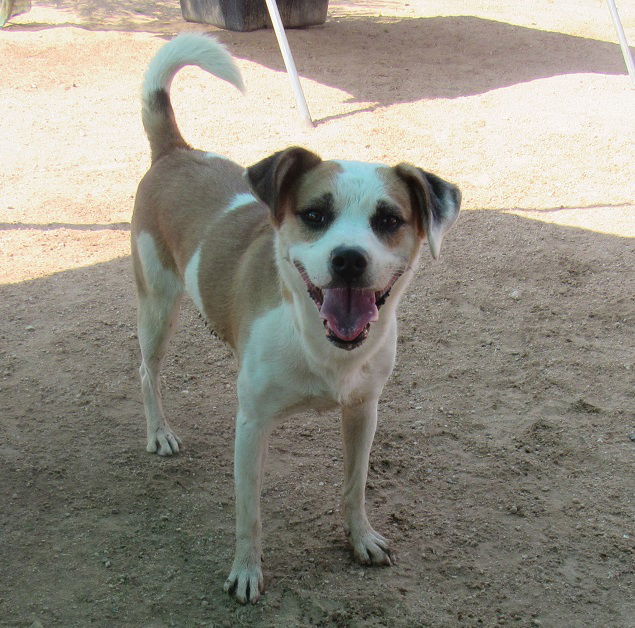 Penny-, an adoptable Hound, Jack Russell Terrier in Apple Valley, CA, 92307 | Photo Image 1