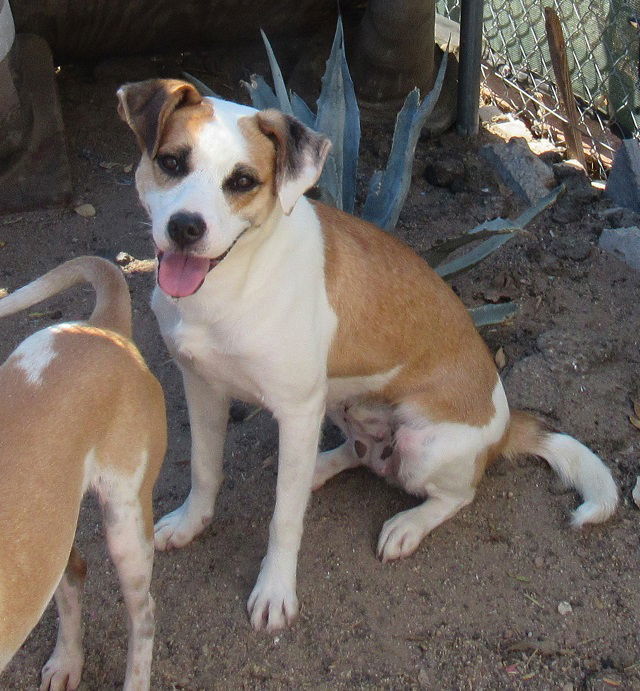 Penny-Her BFF is Spuds! -, an adoptable Hound, Jack Russell Terrier in Apple Valley, CA, 92307 | Photo Image 2