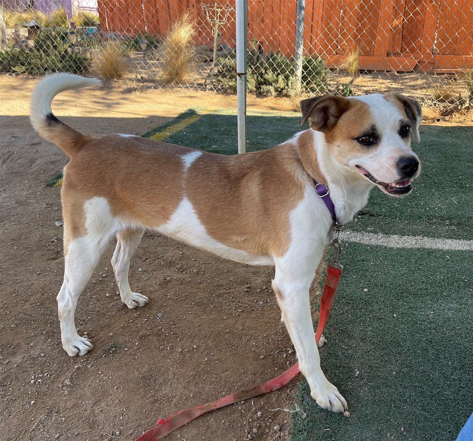 Penny-Her BFF is Spuds! -, an adoptable Hound, Jack Russell Terrier in Apple Valley, CA, 92307 | Photo Image 3