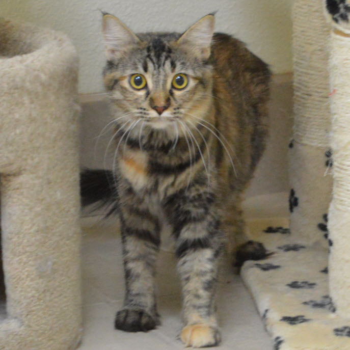 Cat For Adoption Kiko A Calico Domestic Medium Hair Mix In