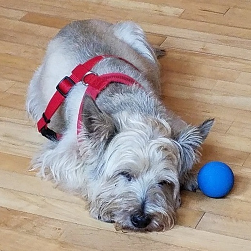 Finley, an adoptable Cairn Terrier in St. Louis, MO