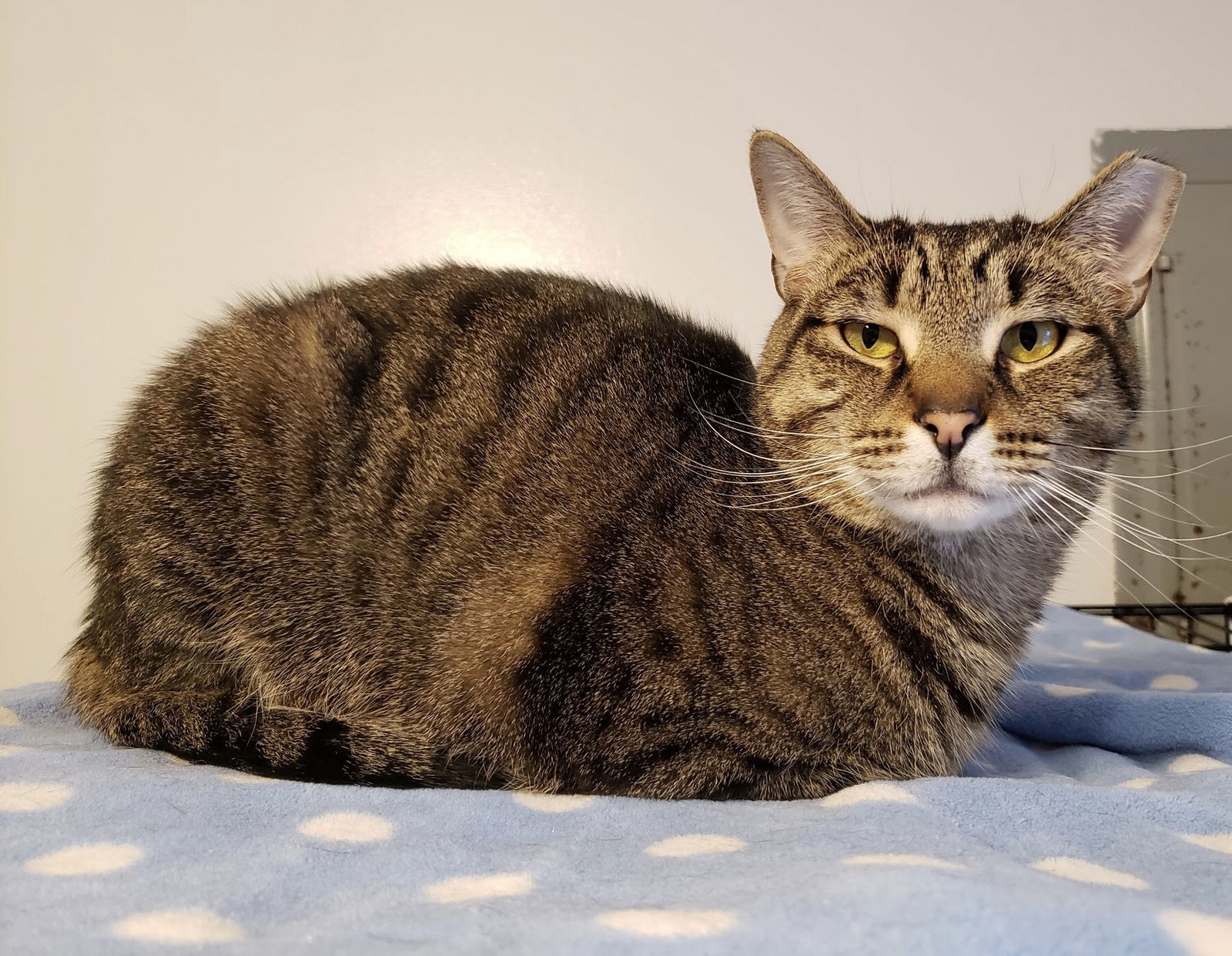 Skipper, an adoptable Tabby in Penndel, PA, 19047 | Photo Image 1