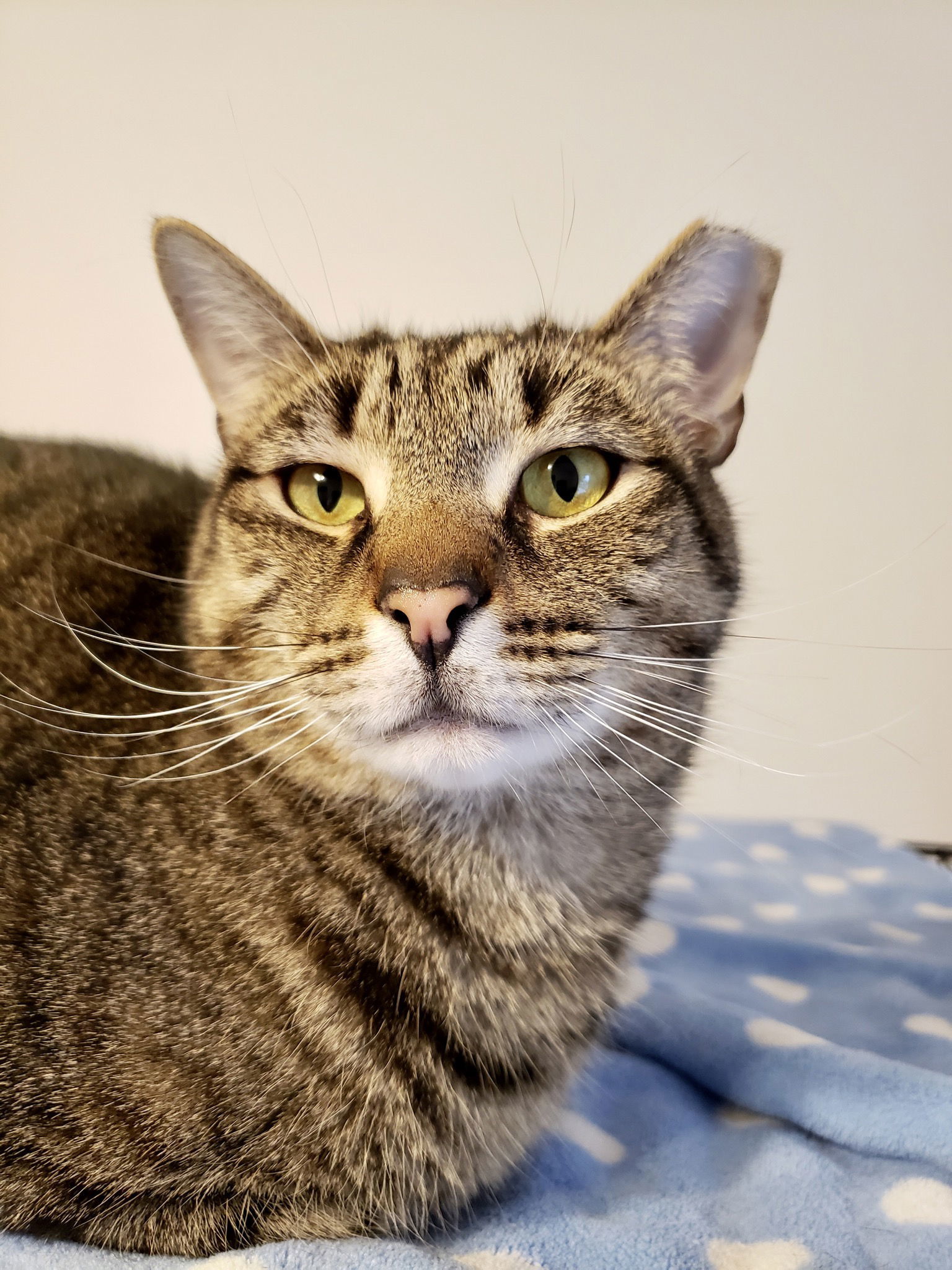 Skipper, an adoptable Tabby in Penndel, PA, 19047 | Photo Image 2