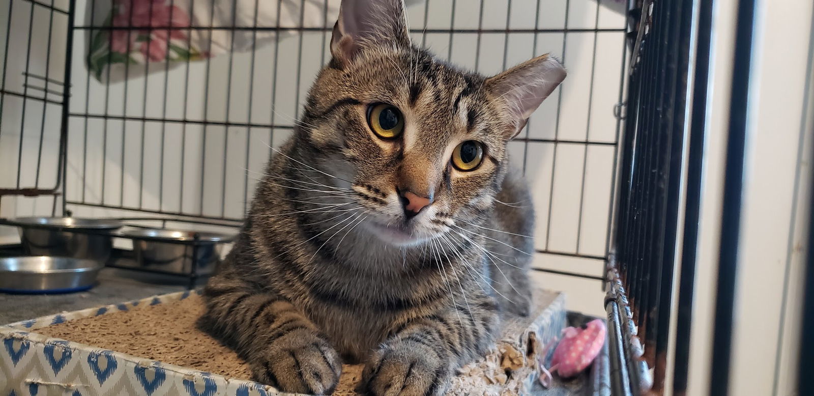 Skipper, an adoptable Tabby in Penndel, PA, 19047 | Photo Image 3