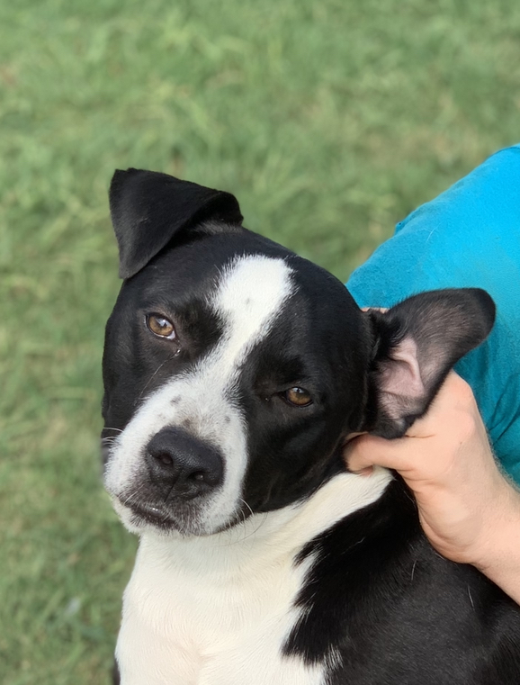 Harley #1, an adoptable American Staffordshire Terrier, Black Labrador Retriever in Manchester, NH, 03105 | Photo Image 2