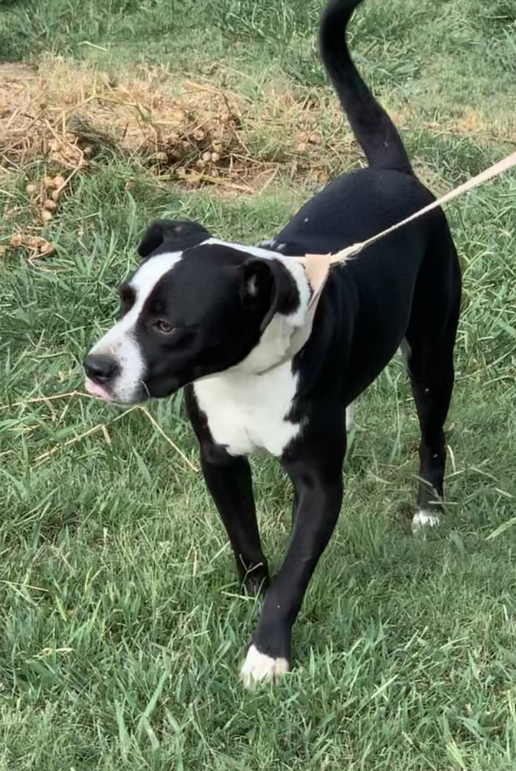 Harley #1, an adoptable American Staffordshire Terrier, Black Labrador Retriever in Manchester, NH, 03105 | Photo Image 4