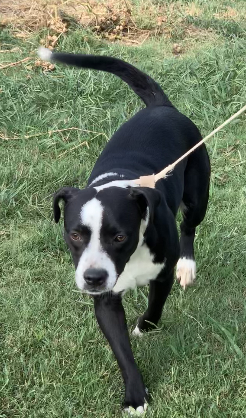 Harley #1, an adoptable American Staffordshire Terrier, Black Labrador Retriever in Manchester, NH, 03105 | Photo Image 6