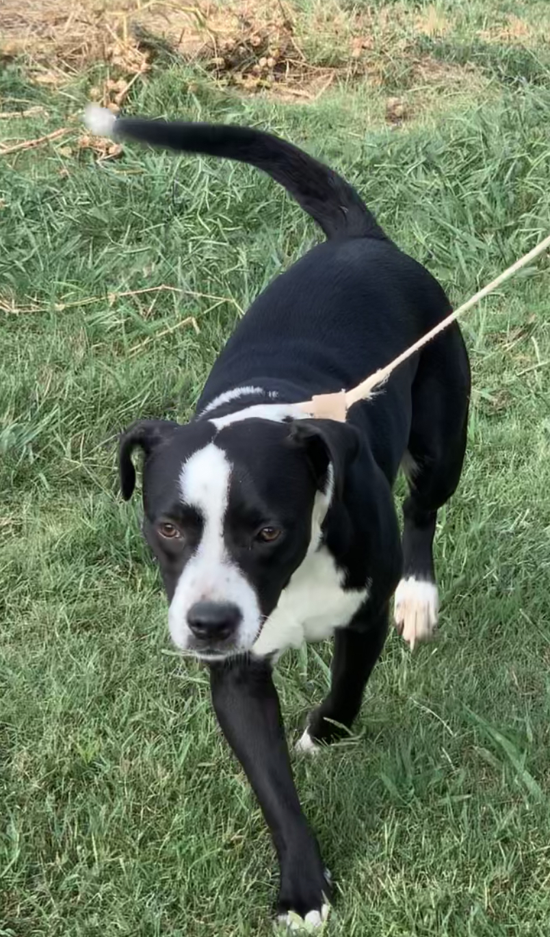 Harley #1, an adoptable American Staffordshire Terrier, Black Labrador Retriever in Manchester, NH, 03105 | Photo Image 6