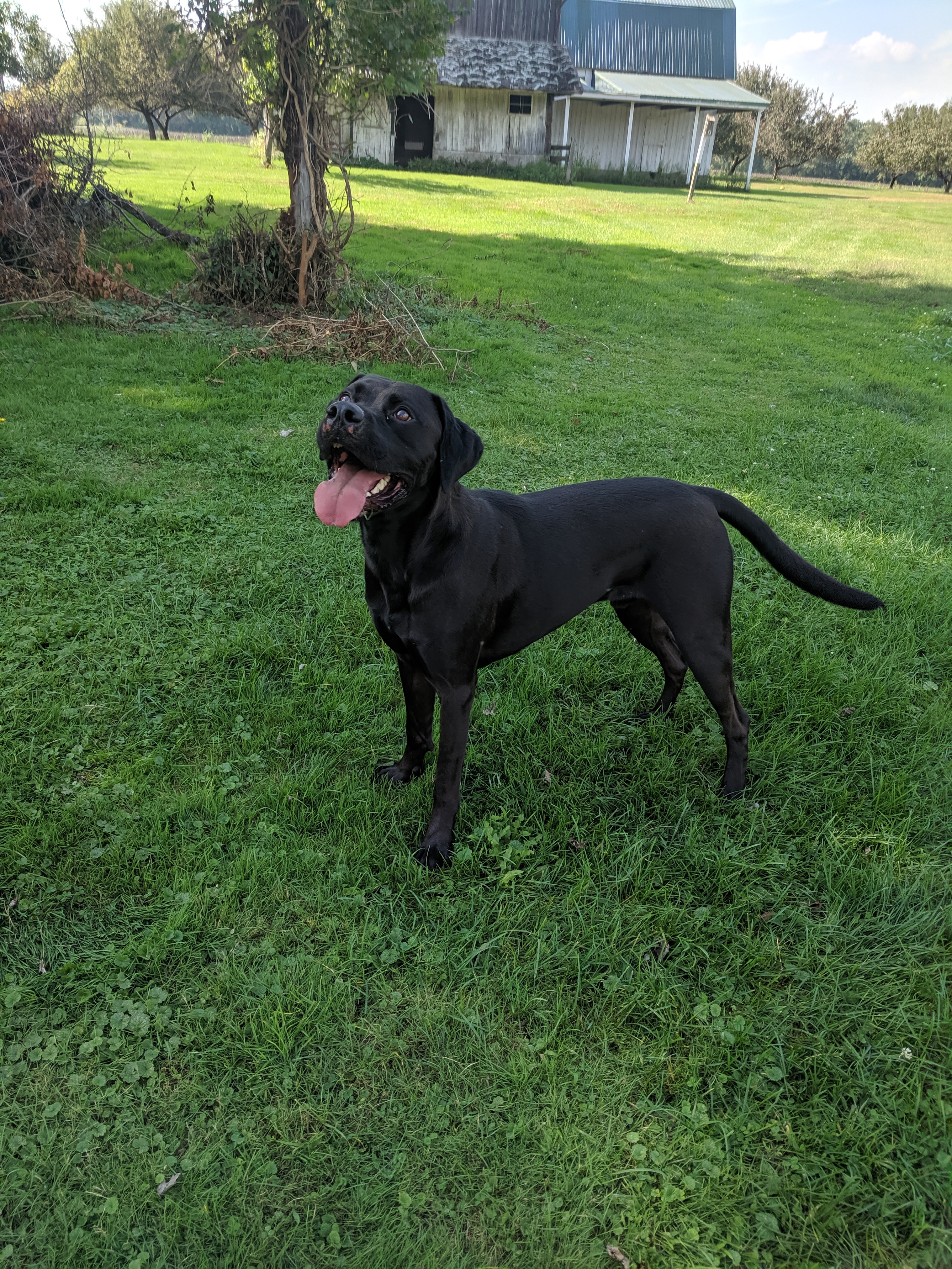 Max, an adoptable Boxer, Black Labrador Retriever in Wauseon, OH, 43567 | Photo Image 3