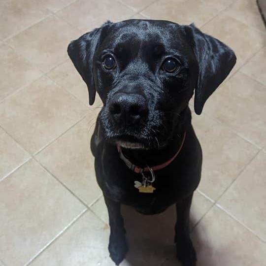 Max, an adoptable Boxer, Black Labrador Retriever in Wauseon, OH, 43567 | Photo Image 4