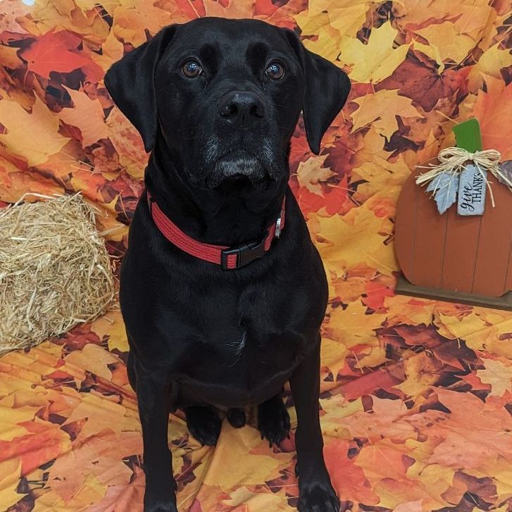 Max, an adoptable Boxer, Black Labrador Retriever in Wauseon, OH, 43567 | Photo Image 1