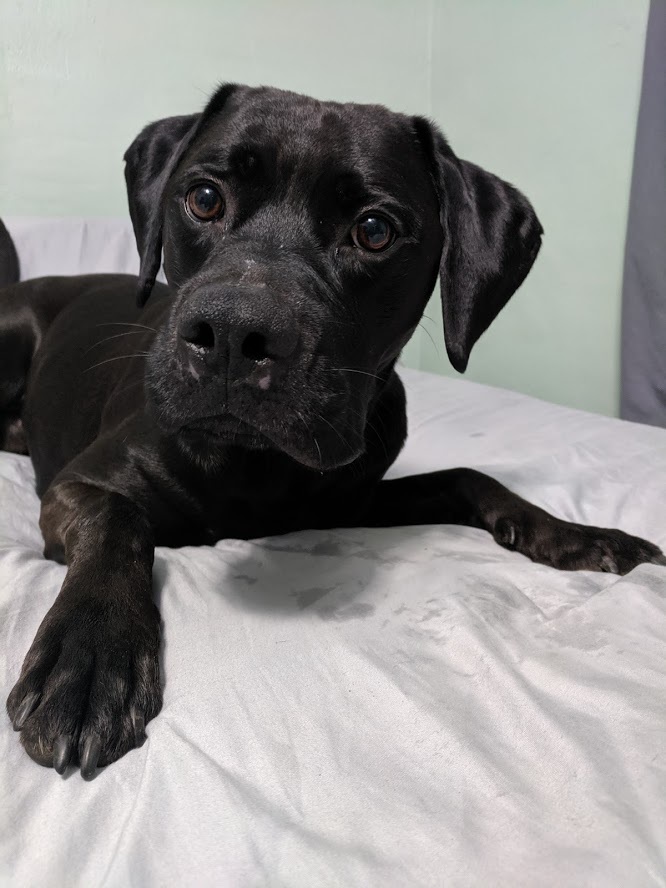 Max, an adoptable Boxer, Black Labrador Retriever in Wauseon, OH, 43567 | Photo Image 5