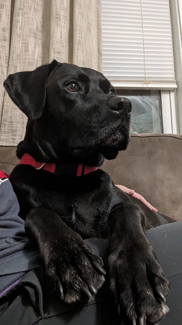 Max, an adoptable Boxer, Black Labrador Retriever in Wauseon, OH, 43567 | Photo Image 6