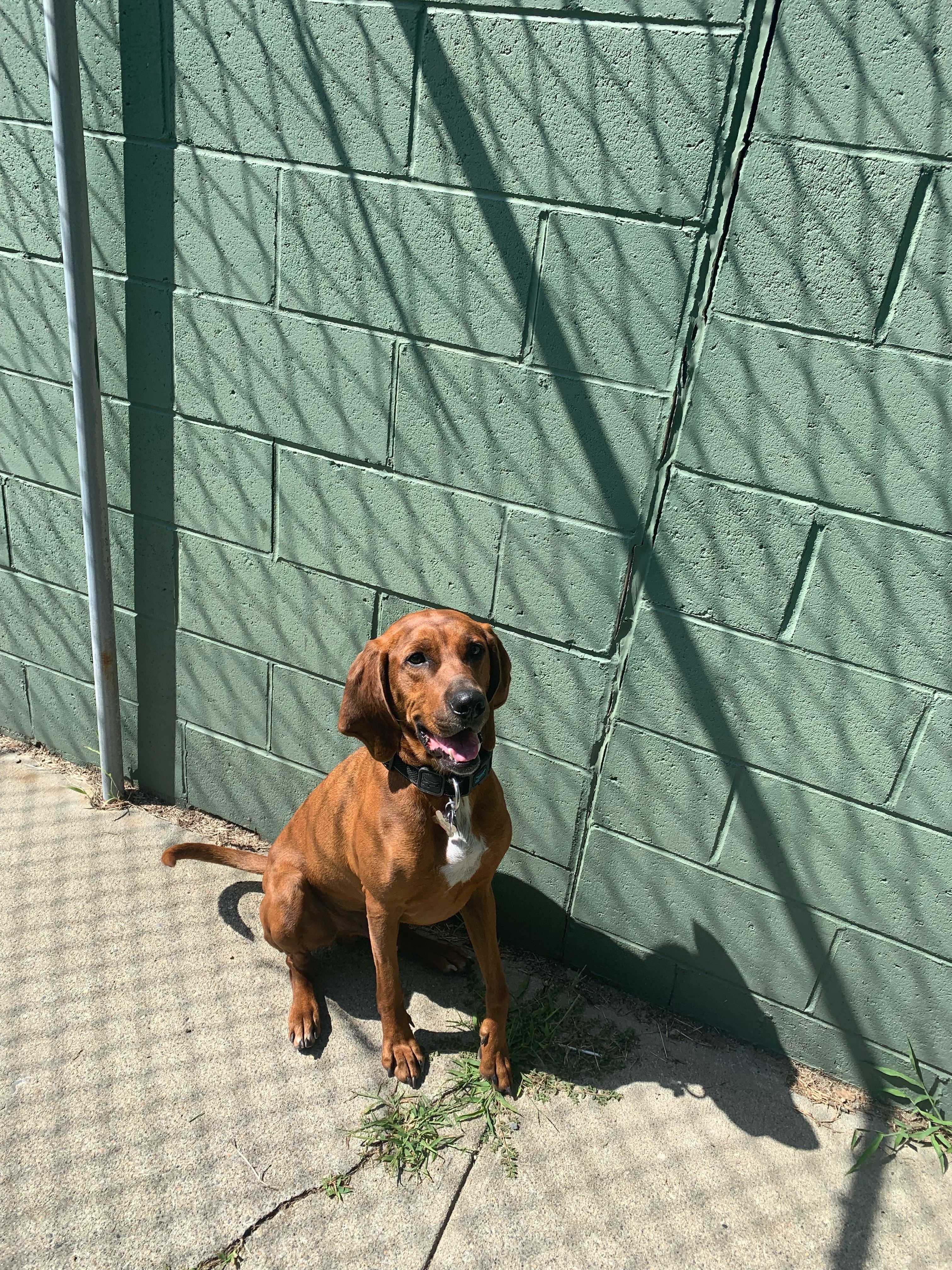 Copper, an adoptable Redbone Coonhound in Hopkinton, RI, 02833 | Photo Image 1