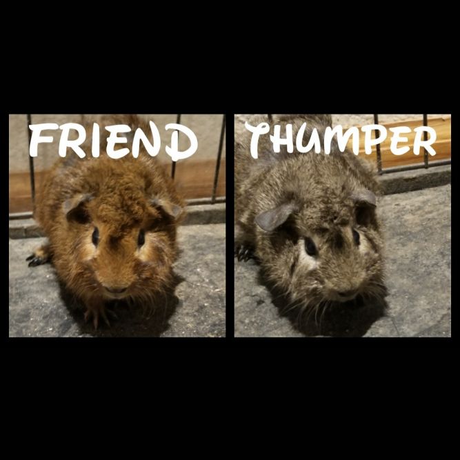 Thumper & Friend
