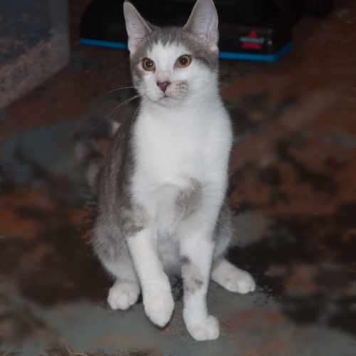 Terry, an adoptable Domestic Short Hair in New Martinsville, WV, 26155 | Photo Image 3