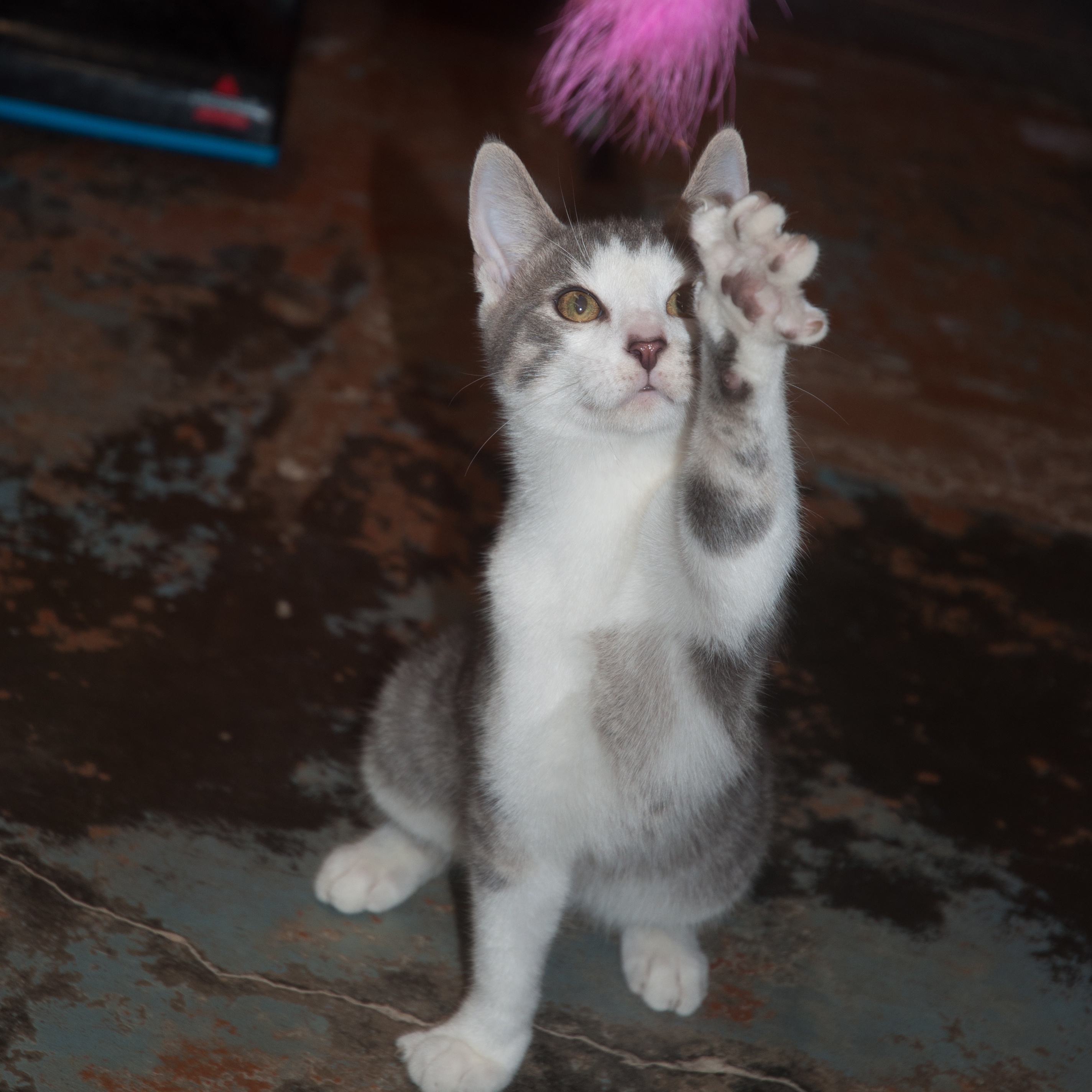 Terry, an adoptable Domestic Short Hair in New Martinsville, WV, 26155 | Photo Image 5