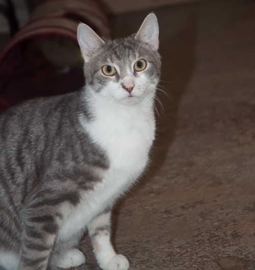 Terry, an adoptable Domestic Short Hair in New Martinsville, WV, 26155 | Photo Image 1