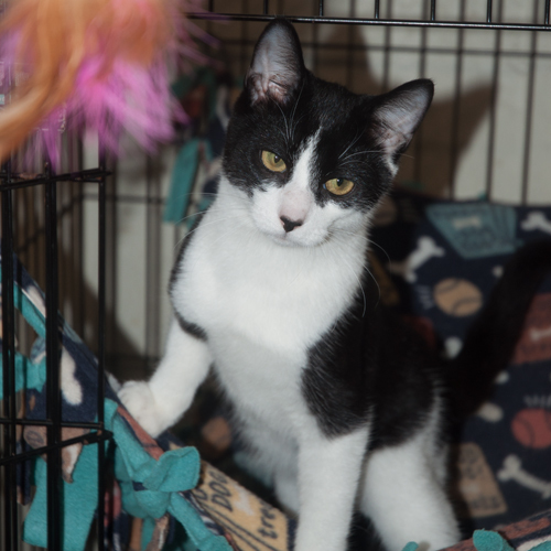 Joey, an adoptable Domestic Short Hair, Tuxedo in New Martinsville, WV, 26155 | Photo Image 1