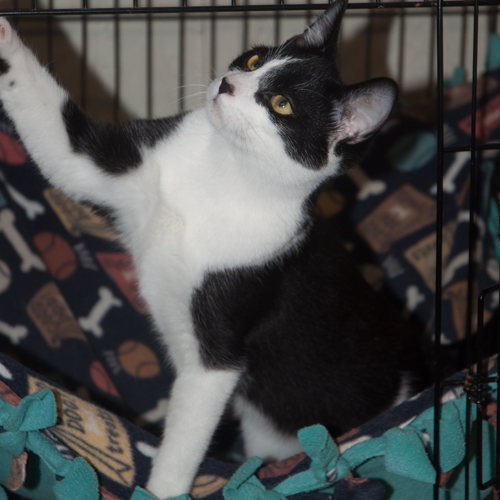 Joey, an adoptable Domestic Short Hair, Tuxedo in New Martinsville, WV, 26155 | Photo Image 2