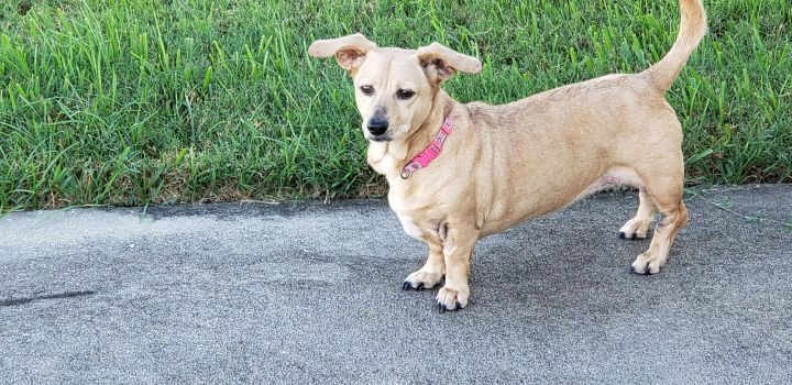Dog For Adoption Lucy A Dachshund Corgi Mix In Bradenton Fl
