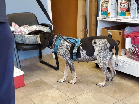 Helga Hughes, an adoptable Bluetick Coonhound in Waldorf, MD, 20604 | Photo Image 2