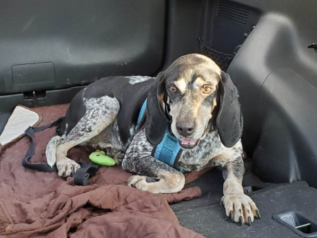 Helga Hughes, an adoptable Bluetick Coonhound in Waldorf, MD, 20604 | Photo Image 3