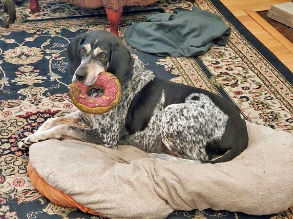 Helga Hughes, an adoptable Bluetick Coonhound in Waldorf, MD, 20604 | Photo Image 4