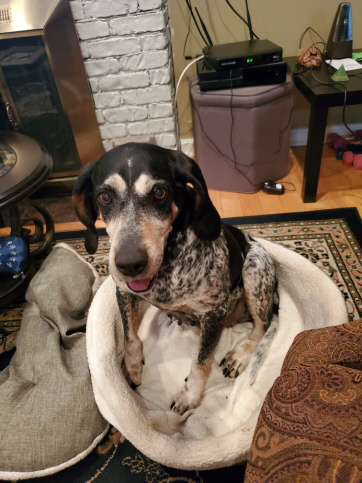 Helga Hughes, an adoptable Bluetick Coonhound in Waldorf, MD, 20604 | Photo Image 5