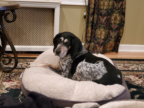 Helga Hughes, an adoptable Bluetick Coonhound in Waldorf, MD, 20604 | Photo Image 6