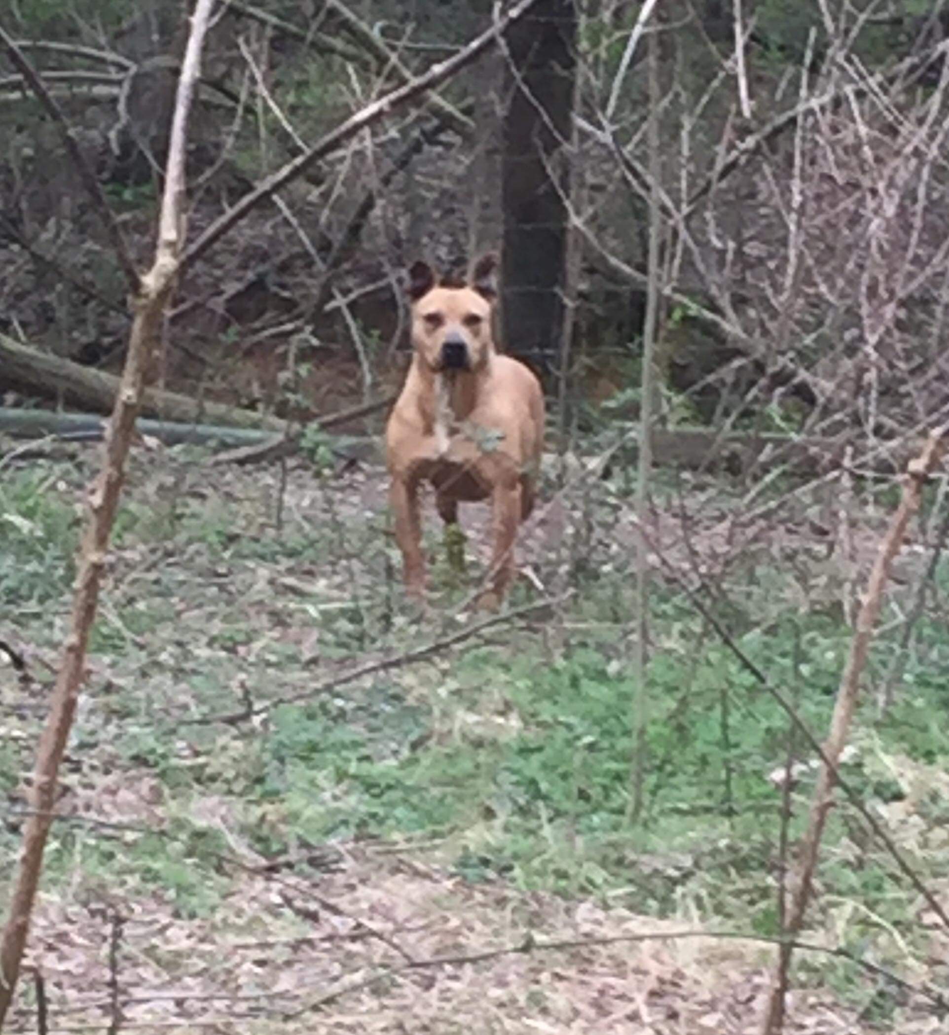 Abbi, an adoptable Pit Bull Terrier in Rockmart , GA, 30153 | Photo Image 2