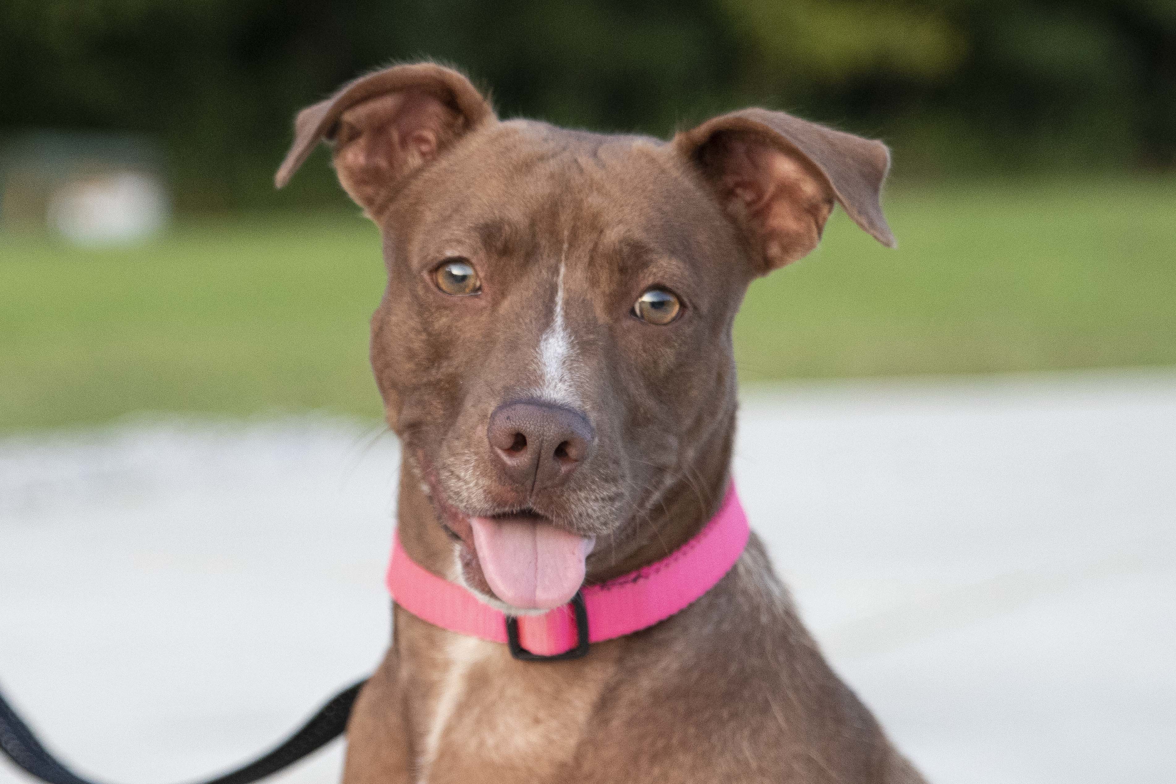 Sasha, an adoptable Pit Bull Terrier in Cookeville, TN, 38506 | Photo Image 1