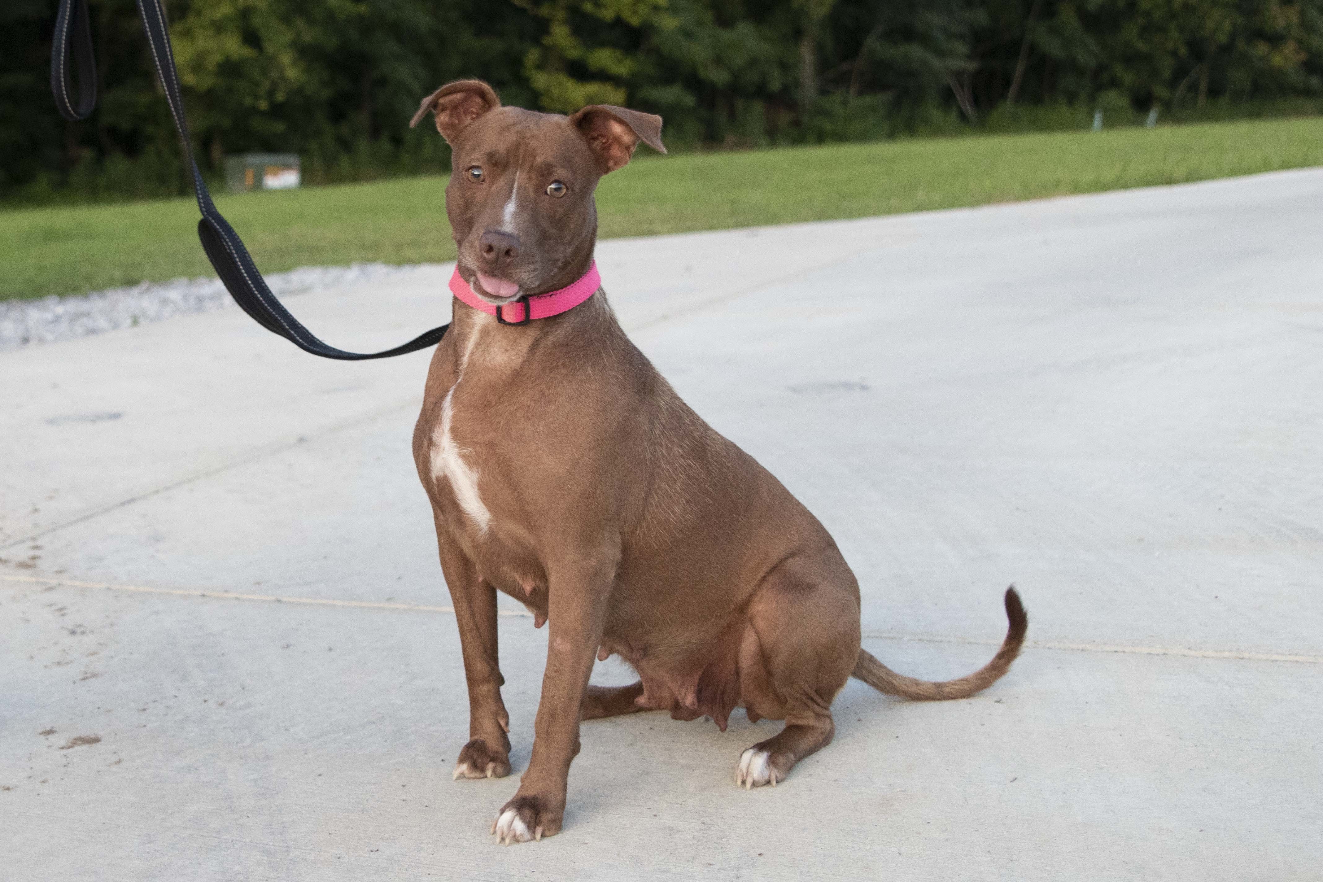 Sasha, an adoptable Pit Bull Terrier in Cookeville, TN, 38506 | Photo Image 2