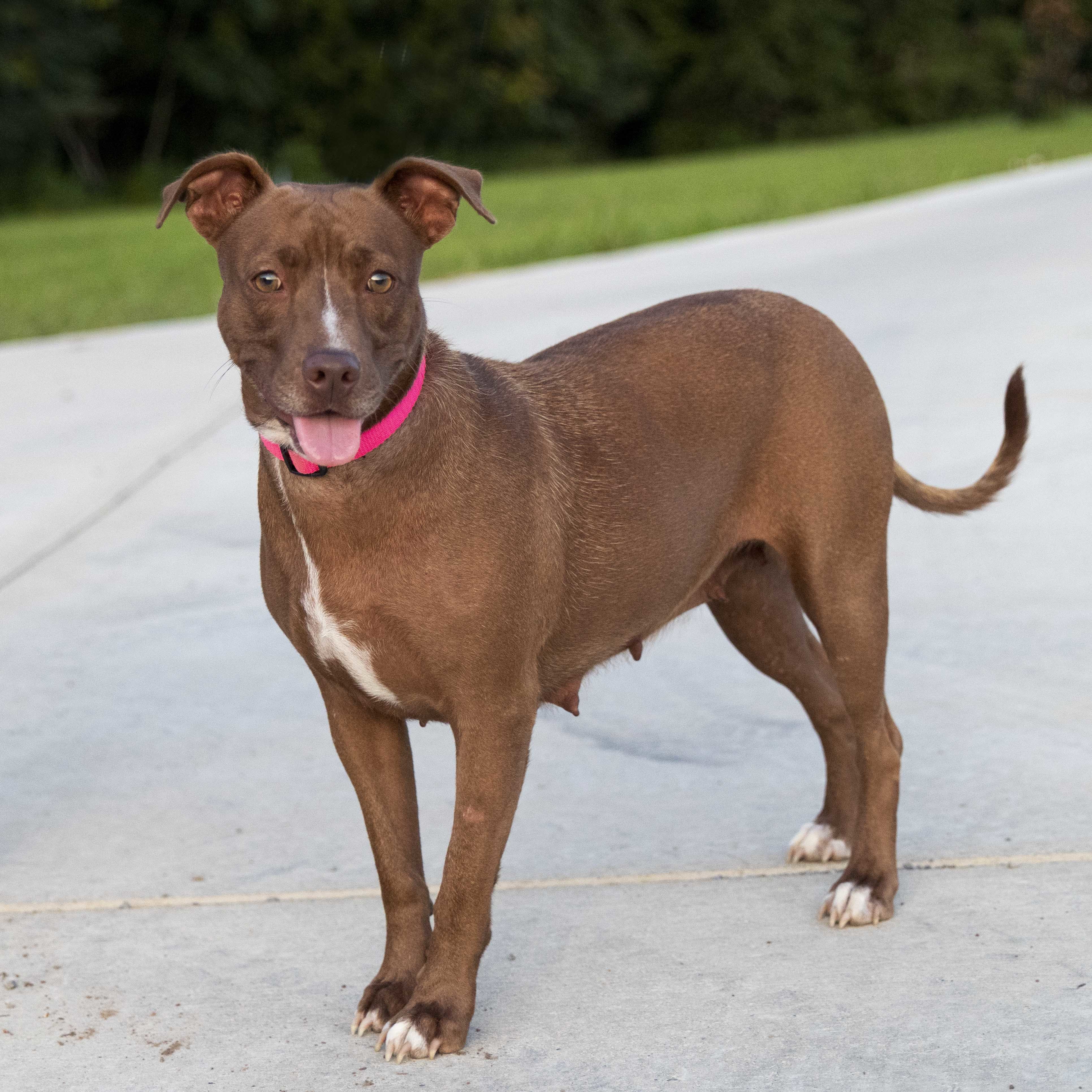 Sasha, an adoptable Pit Bull Terrier in Cookeville, TN, 38506 | Photo Image 3