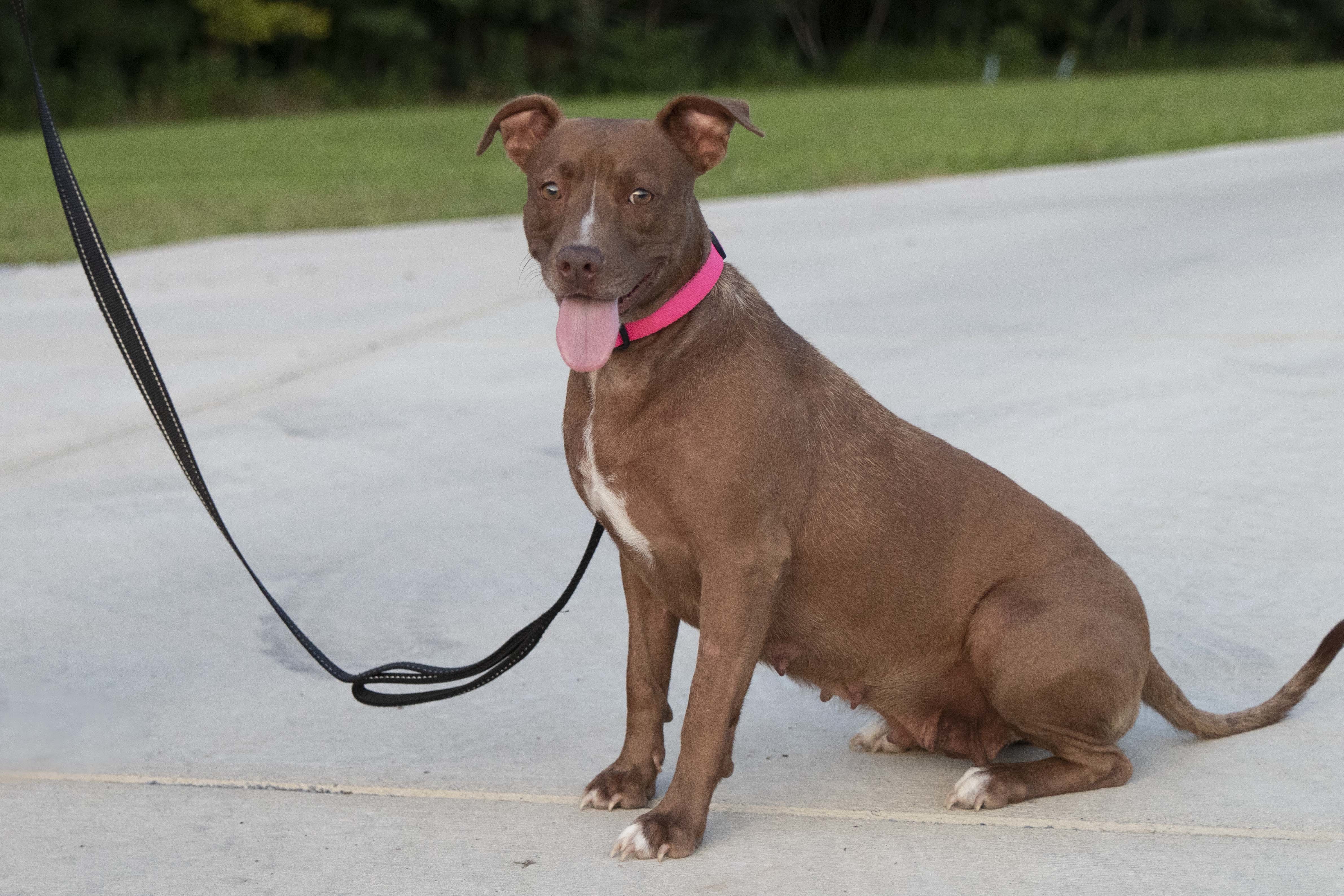 Sasha, an adoptable Pit Bull Terrier in Cookeville, TN, 38506 | Photo Image 4