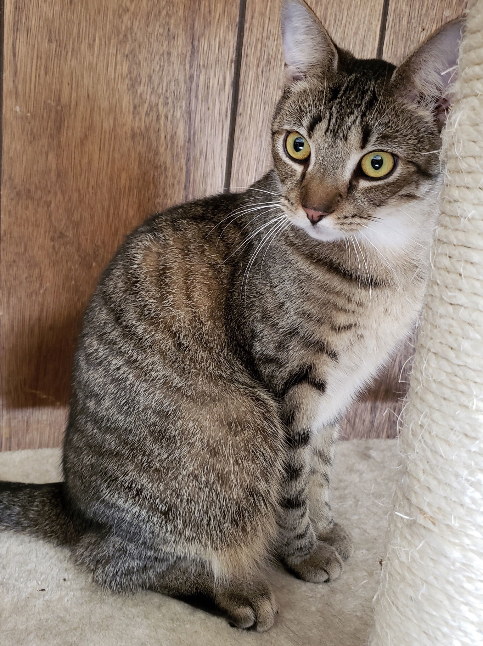 Malibu, an adoptable Domestic Short Hair in Philadelphia, PA, 19111 | Photo Image 3