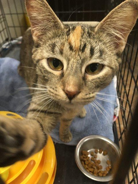 MEG, an adoptable Domestic Short Hair in New Bern, NC, 28563 | Photo Image 1