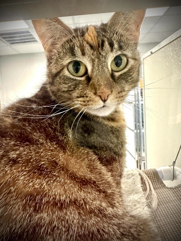 MEG, an adoptable Domestic Short Hair in New Bern, NC, 28563 | Photo Image 1