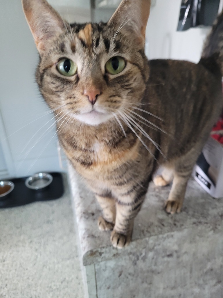 MEG, an adoptable Domestic Short Hair in New Bern, NC, 28563 | Photo Image 3