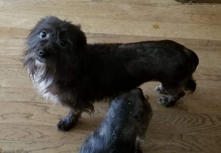 88+ Dachshund And Shih Tzu Mix Breed l2sanpiero