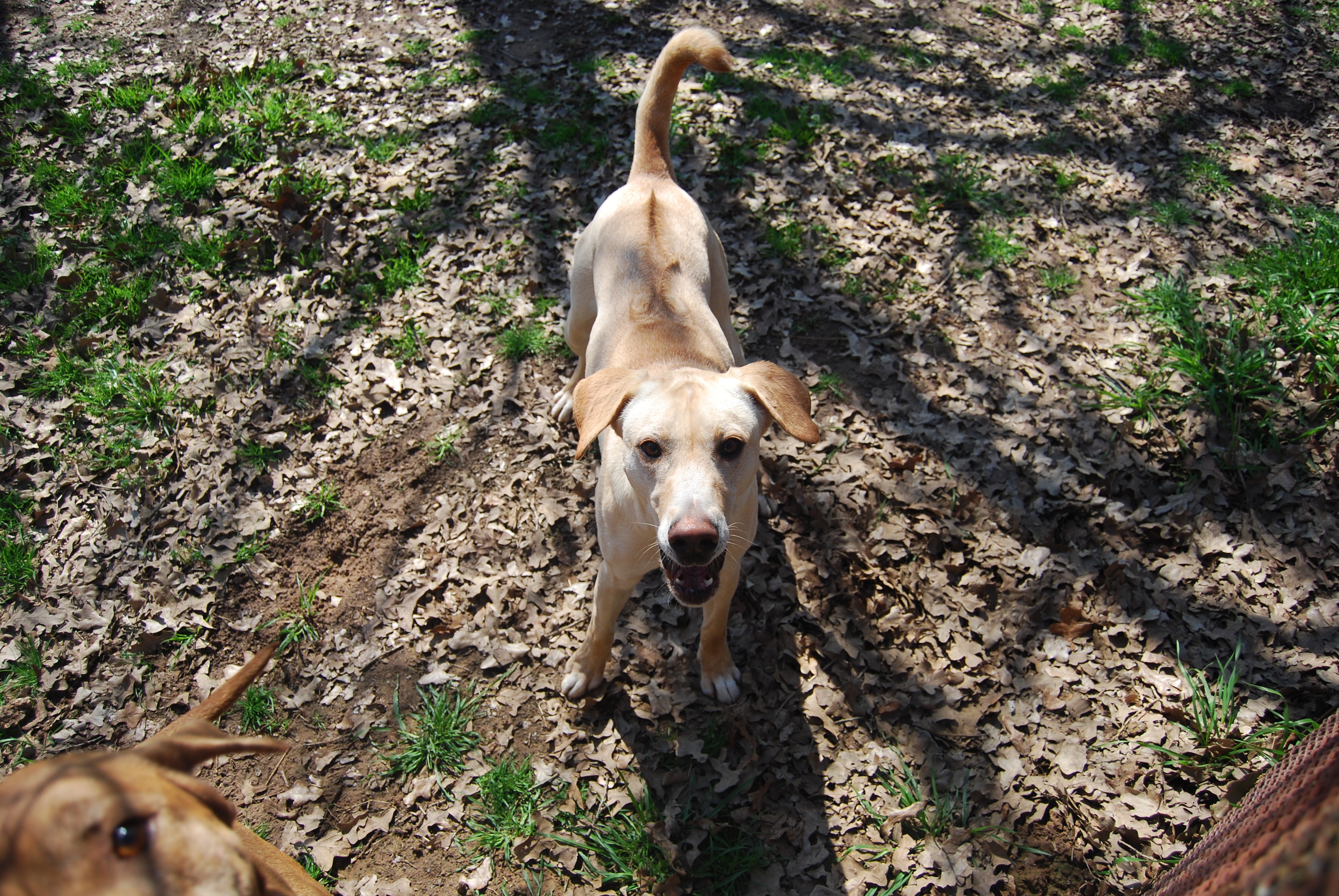 Eli, an adoptable Labrador Retriever, Rhodesian Ridgeback in Paradise, TX, 76073 | Photo Image 1