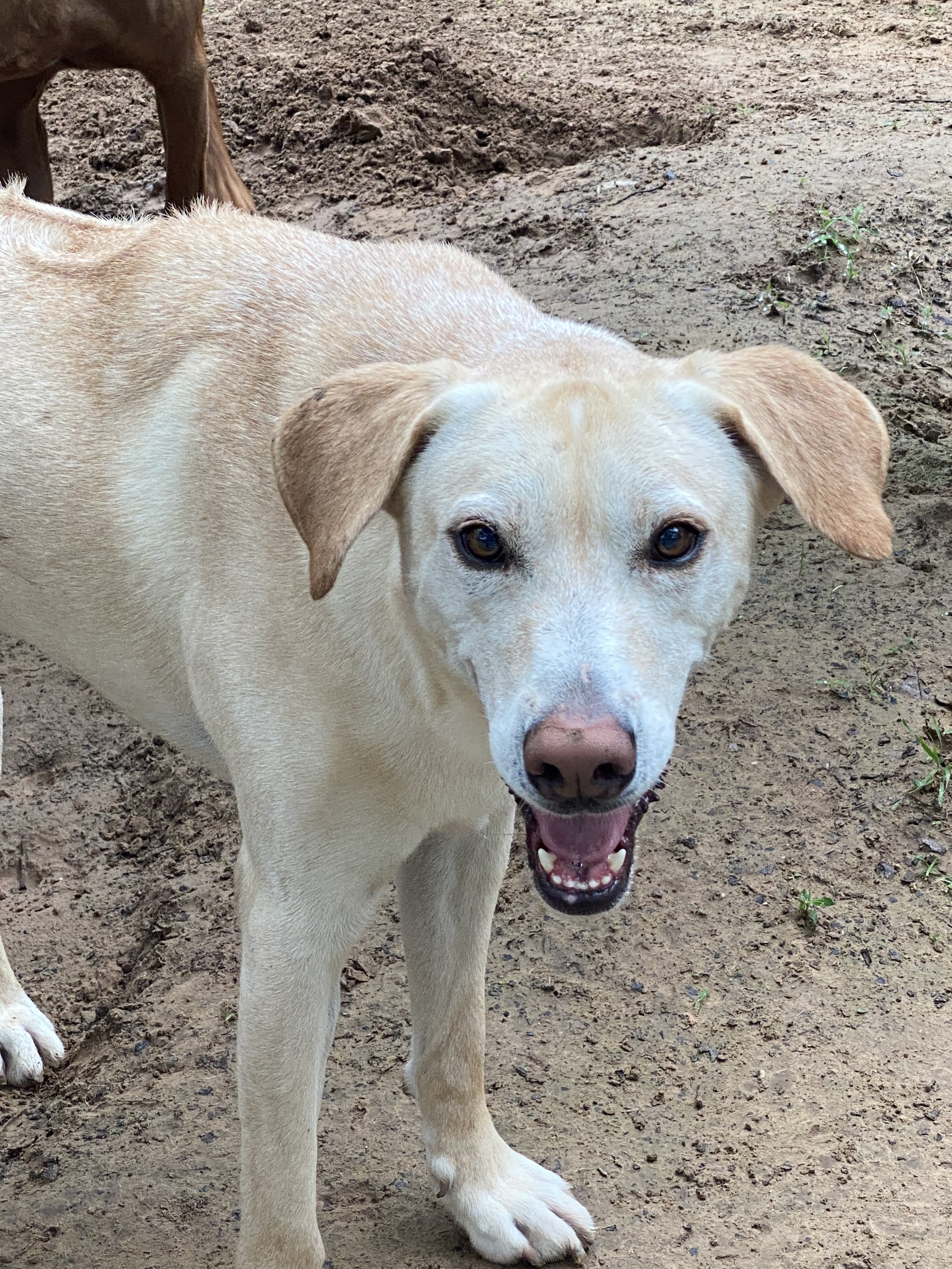 Eli, an adoptable Labrador Retriever, Rhodesian Ridgeback in Paradise, TX, 76073 | Photo Image 2